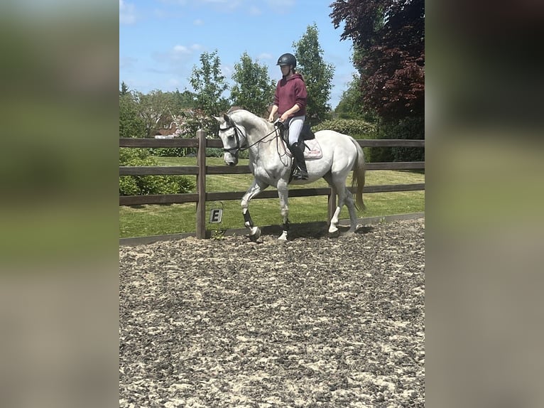 Belgian Warmblood Gelding 9 years 16,1 hh White in Boortmeerbeek