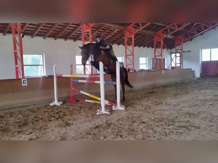 Belgian Warmblood Gelding 9 years 16,2 hh Brown in Rechnitz