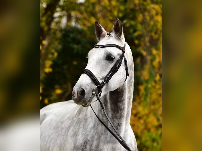 Belgian Warmblood Gelding 9 years 16,3 hh Grey in Békésszentandrás