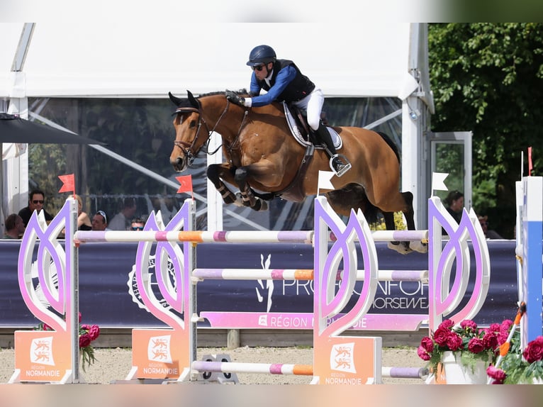 Belgian Warmblood, Gelding, 9 years, 17 hh, Brown