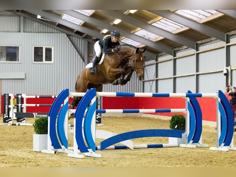 Belgian Warmblood Gelding 9 years 17 hh Brown in Waddinxveen