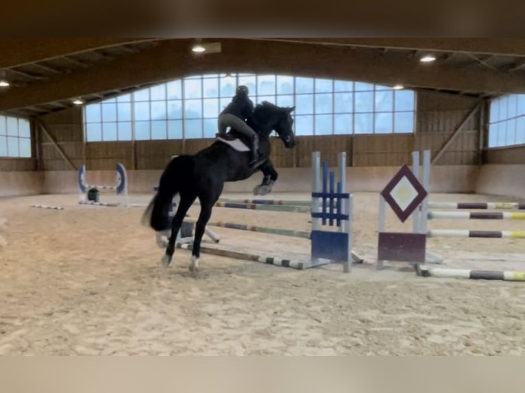Belgian Warmblood Gelding 9 years 17,1 hh Smoky-Black in Bedburg