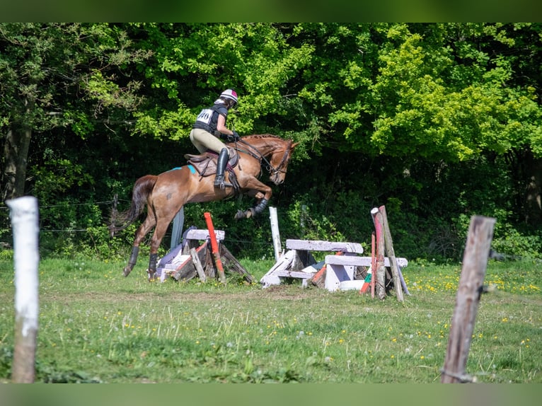 Belgian Warmblood Mare 10 years 15,2 hh Chestnut in Kuurne