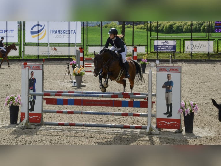 Belgian Warmblood Mare 10 years 16,1 hh Bay in Klaipeda