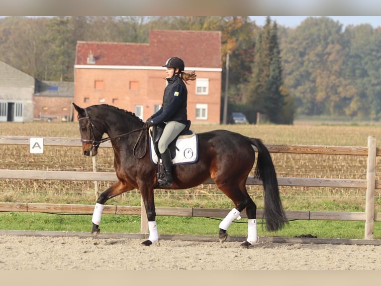 Belgian Warmblood Mare 10 years 16,1 hh Brown in Bogaarden