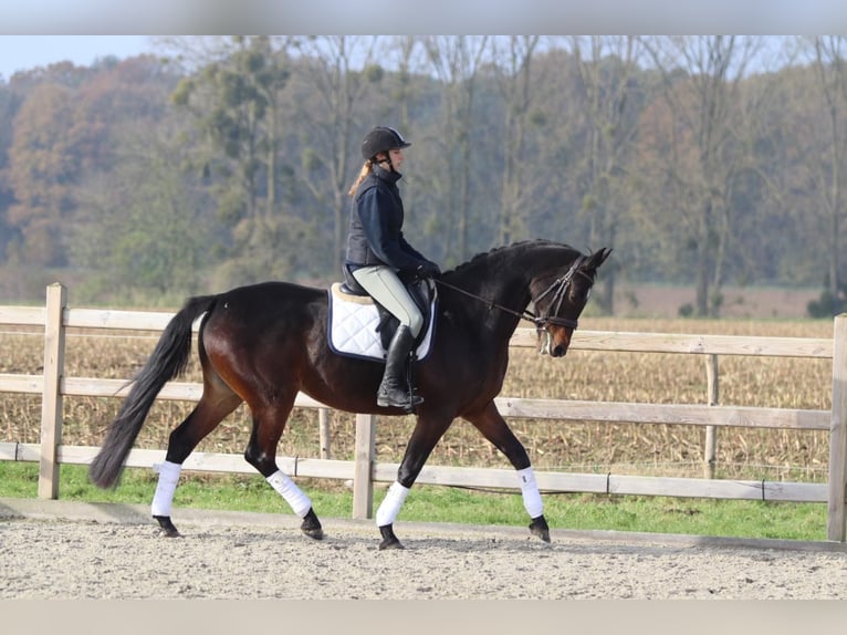 Belgian Warmblood Mare 10 years 16,1 hh Brown in Bogaarden