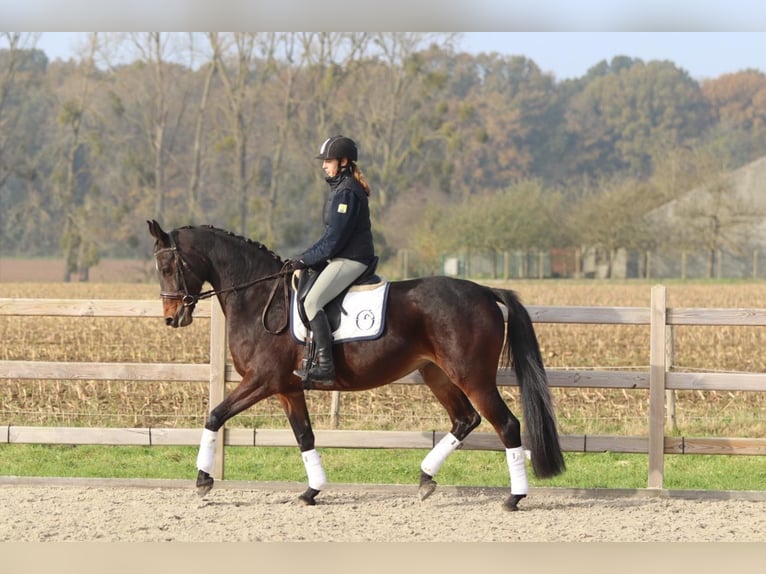 Belgian Warmblood Mare 10 years 16,1 hh Brown in Bogaarden