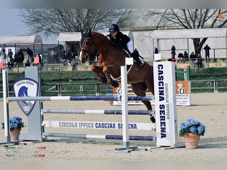 Belgian Warmblood Mare 10 years 16.1 hh Chestnut-Red in gattinara