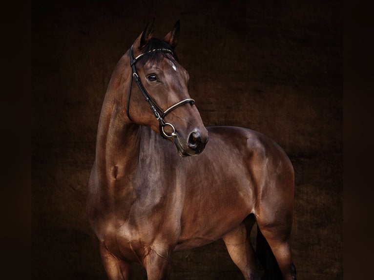 Belgian Warmblood Mare 10 years 16,2 hh Brown in GROTE-BROGEL