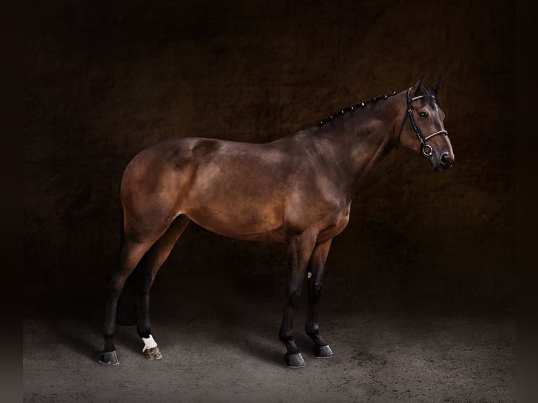 Belgian Warmblood Mare 10 years 16,2 hh Brown in GROTE-BROGEL