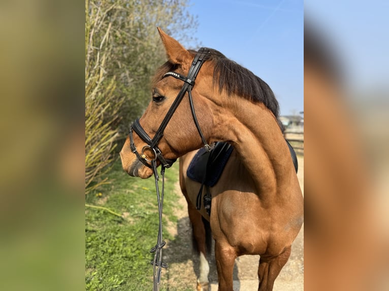 Belgian Warmblood Mare 10 years 16,3 hh Chestnut-Red in Grevenbroich