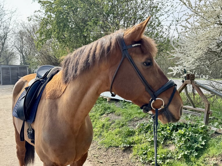 Belgian Warmblood Mare 10 years 16,3 hh Chestnut-Red in Grevenbroich