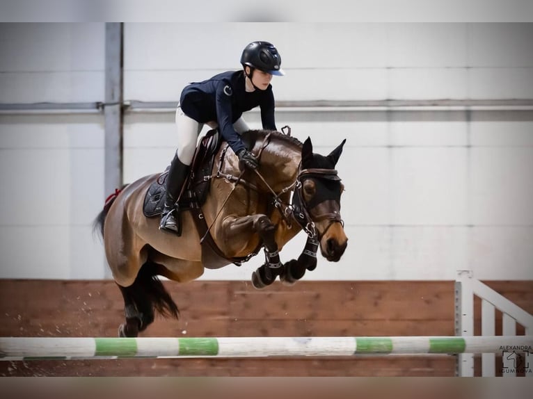 Belgian Warmblood Mare 10 years 16 hh Bay in &#x411;&#x440;&#x43E;&#x432;&#x430;&#x440;&#x438;