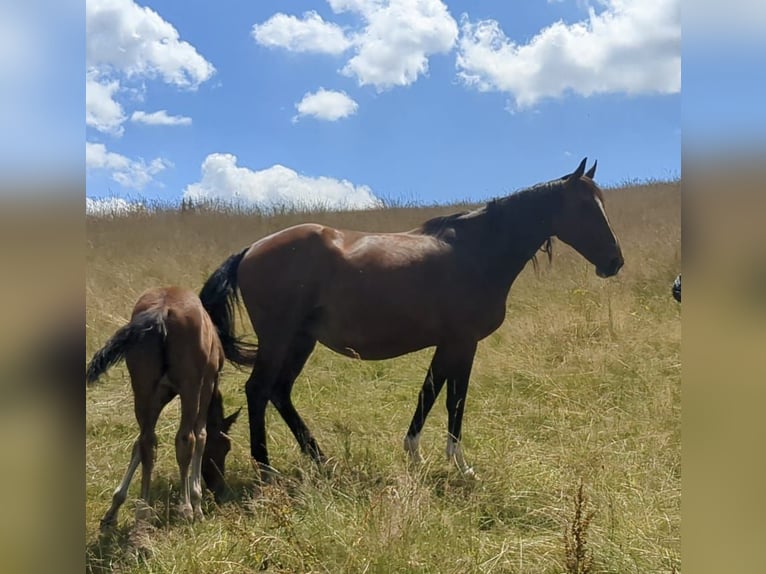 Belgian Warmblood Mare 10 years 16 hh Brown in Bad K&#xF6;nig