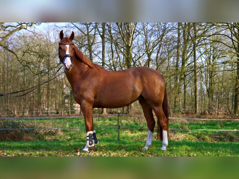 Belgian Warmblood Mare 10 years 16 hh Chestnut-Red in Malle