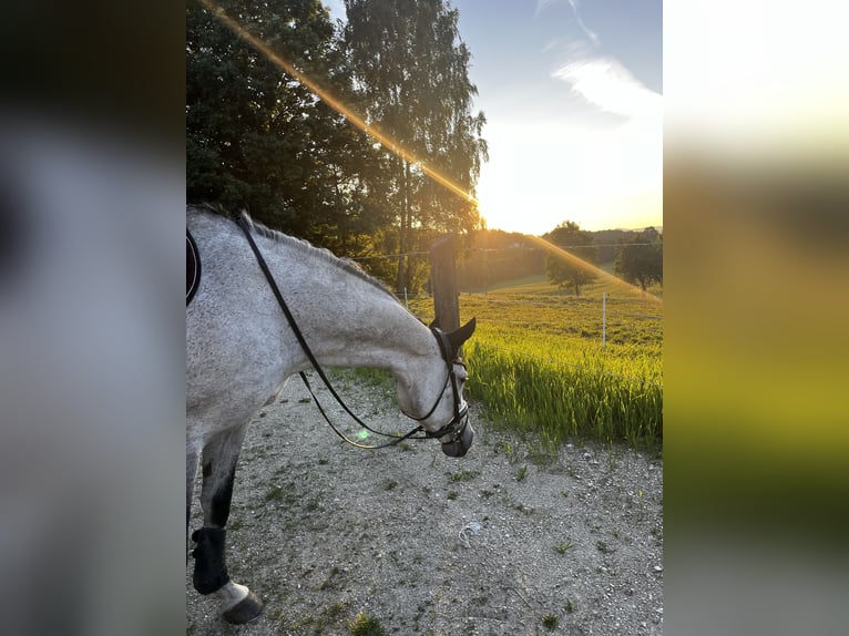 Belgian Warmblood Mare 10 years 16 hh Gray-Dapple in Unterrauchenödt