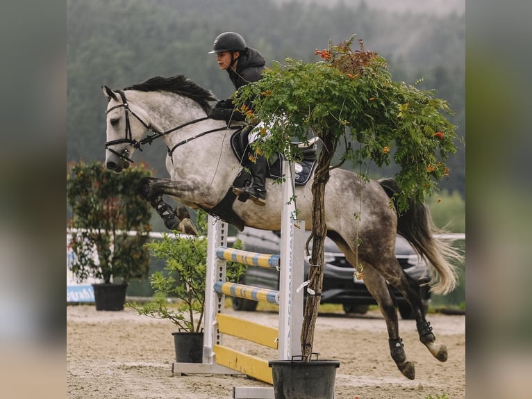 Belgian Warmblood Mare 10 years 16 hh Gray-Dapple in Unterrauchenödt