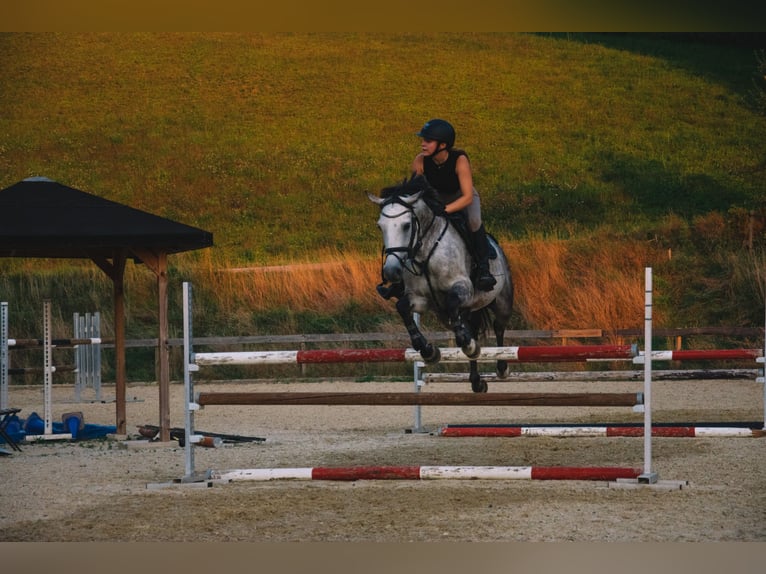 Belgian Warmblood Mare 10 years 16 hh Gray-Dapple in Unterrauchenödt