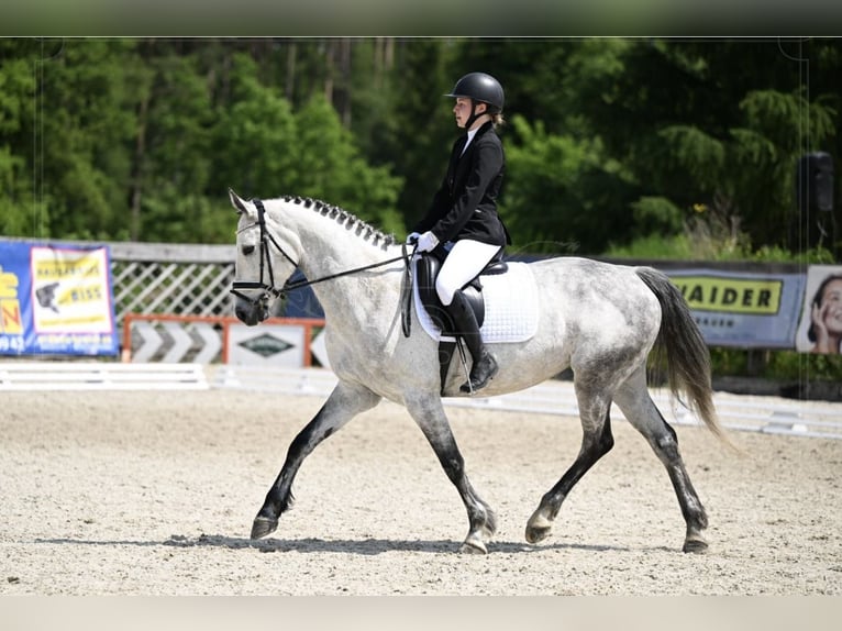 Belgian Warmblood Mare 10 years 16 hh Gray-Dapple in Unterrauchenödt