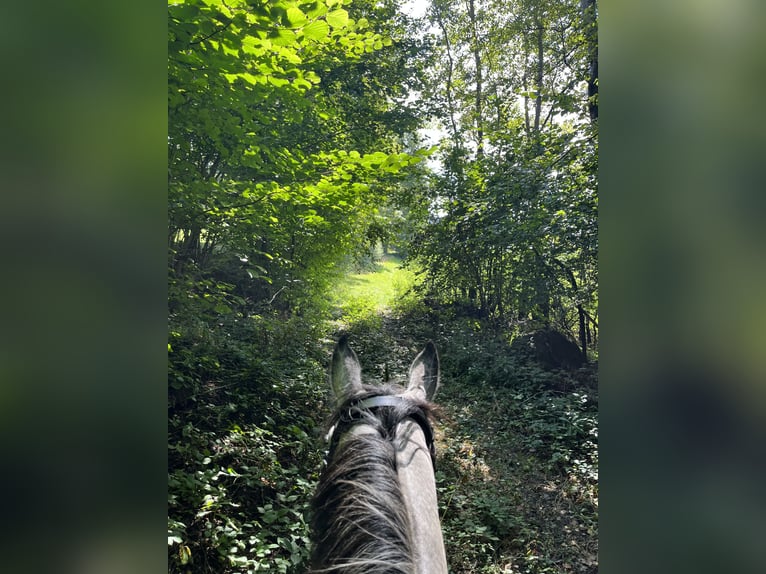 Belgian Warmblood Mare 10 years 16 hh Gray-Dapple in Unterrauchenödt