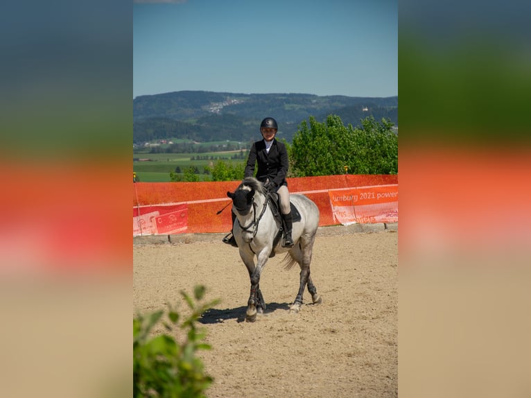 Belgian Warmblood Mare 10 years 16 hh Gray-Dapple in Unterrauchenödt