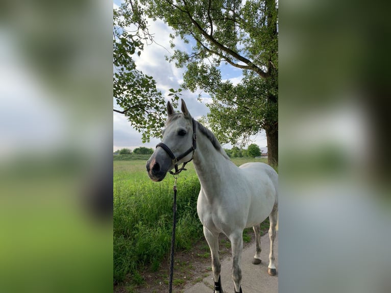Belgian Warmblood Mare 10 years 16 hh White in Reet