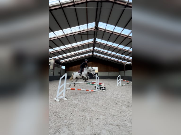 Belgian Warmblood Mare 10 years 16 hh White in Reet
