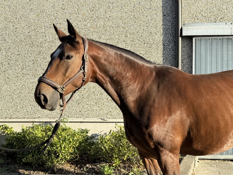 Belgian Warmblood Mare 10 years 16,1 hh Brown in GROTE-BROGEL