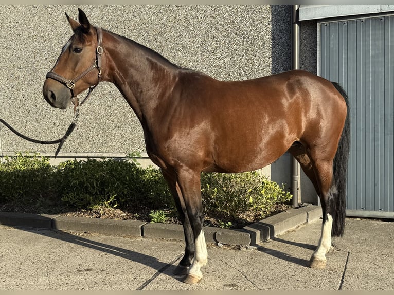 Belgian Warmblood Mare 10 years 16,1 hh Brown in GROTE-BROGEL