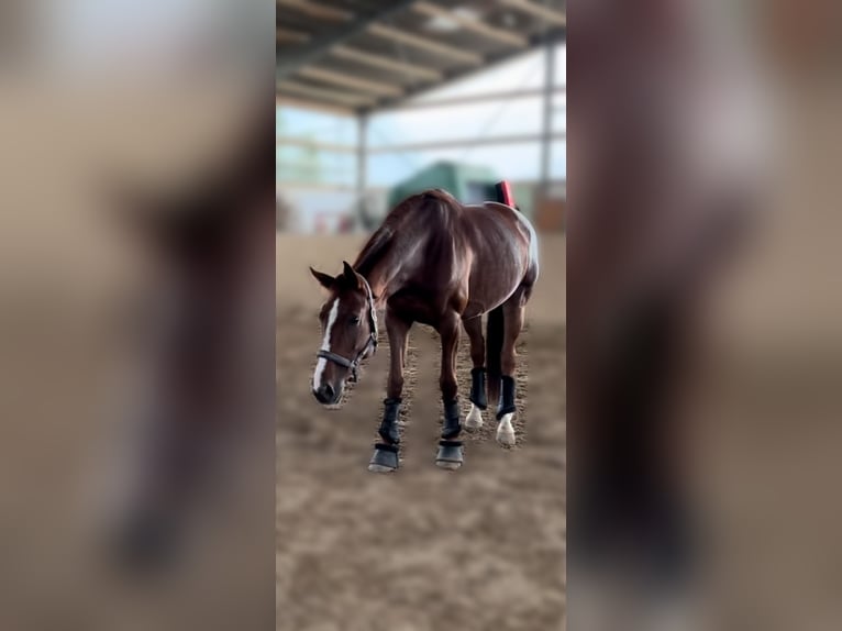 Belgian Warmblood Mare 10 years Chestnut-Red in EschbornEschborn