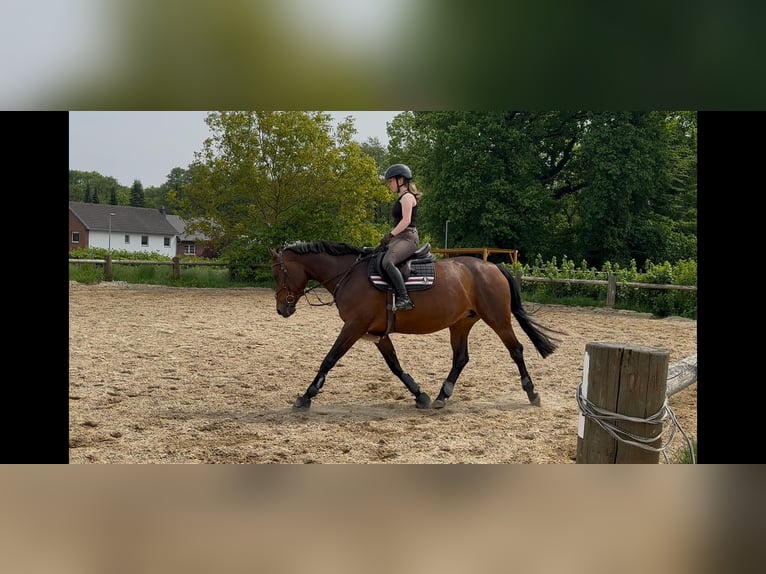 Belgian Warmblood Mare 11 years 15.3 hh Brown in Mönchengladbach