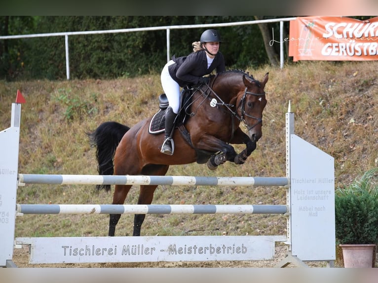 Belgian Warmblood Mare 11 years 15.3 hh Brown in Mönchengladbach