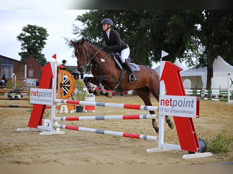 Belgian Warmblood Mare 11 years 15.3 hh Brown in Mönchengladbach