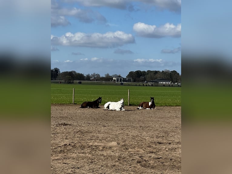 Belgian Warmblood Mare 11 years 15,2 hh Grey in Essen