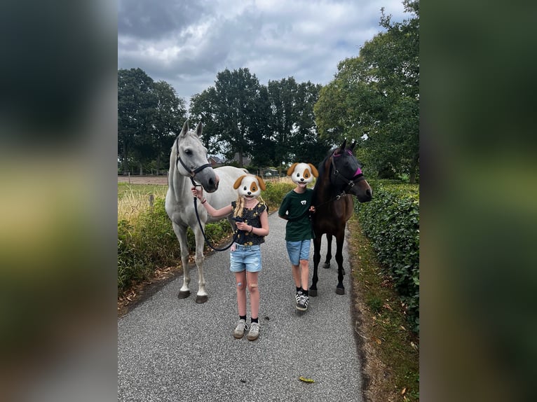 Belgian Warmblood Mare 11 years 15,2 hh Grey in Essen