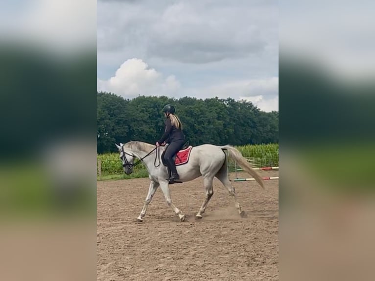 Belgian Warmblood Mare 11 years 15,2 hh Grey in Essen