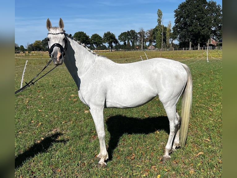 Belgian Warmblood Mare 11 years 15,2 hh Grey in Essen