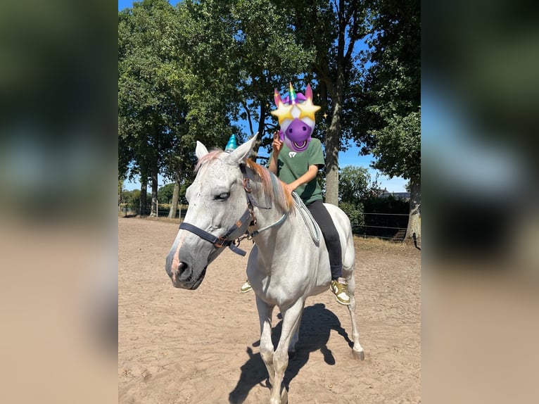 Belgian Warmblood Mare 11 years 15,2 hh Grey in Essen
