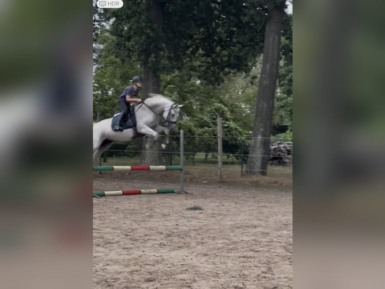 Belgian Warmblood Mare 11 years 15,2 hh Grey in Essen