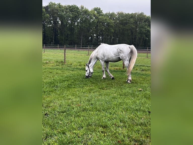 Belgian Warmblood Mare 11 years 15,2 hh Grey in Essen