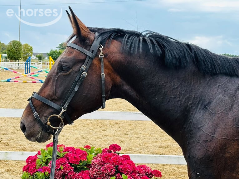 Belgian Warmblood Mare 11 years 16.1 hh  in Hornsyld