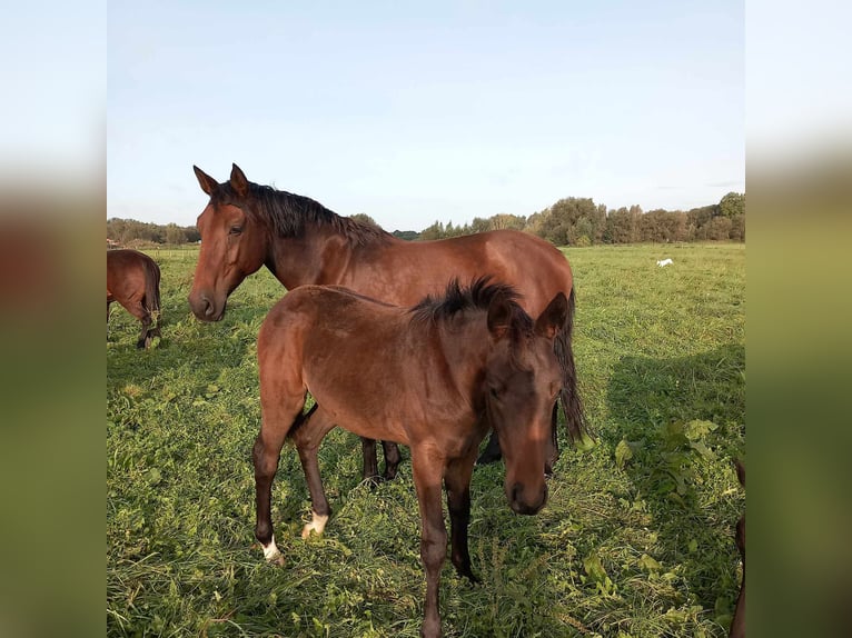 Belgian Warmblood Mare 11 years 16,1 hh Brown-Light in Breendonk