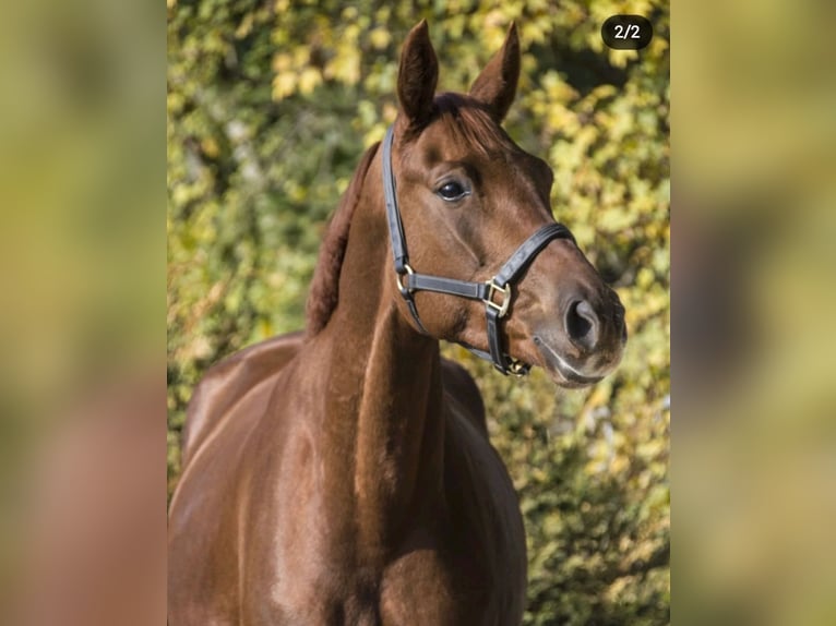 Belgian Warmblood Mare 11 years 16,1 hh Chestnut-Red in Herselt