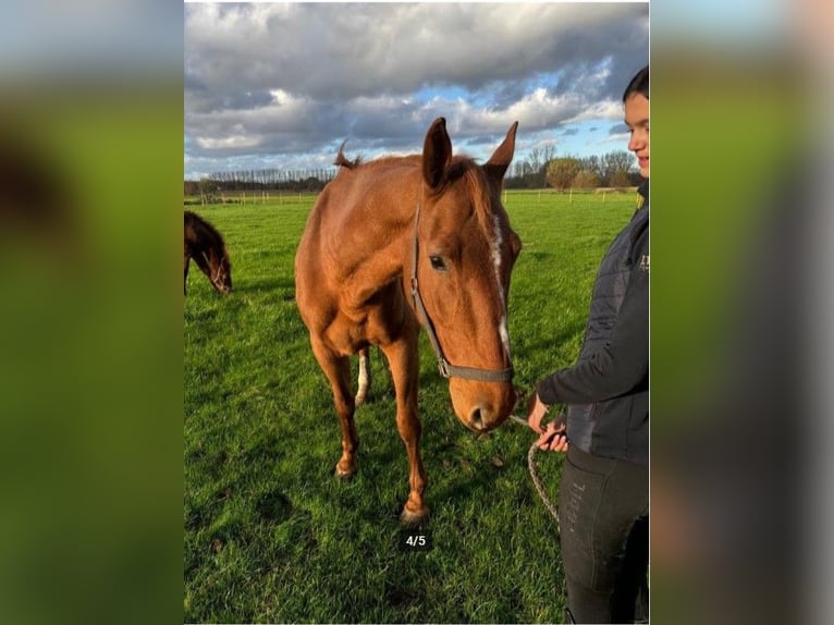 Belgian Warmblood Mare 11 years 16,1 hh Chestnut-Red in Bocholt