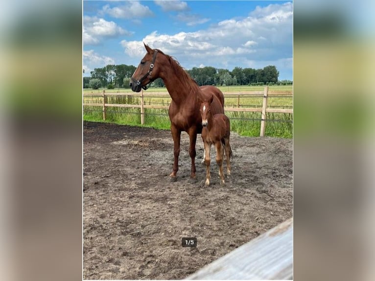 Belgian Warmblood Mare 11 years 16,1 hh Chestnut-Red in Bocholt