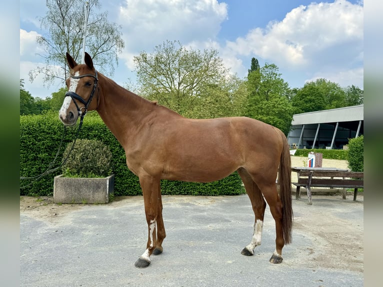 Belgian Warmblood Mare 11 years 16,1 hh Chestnut-Red in Essen