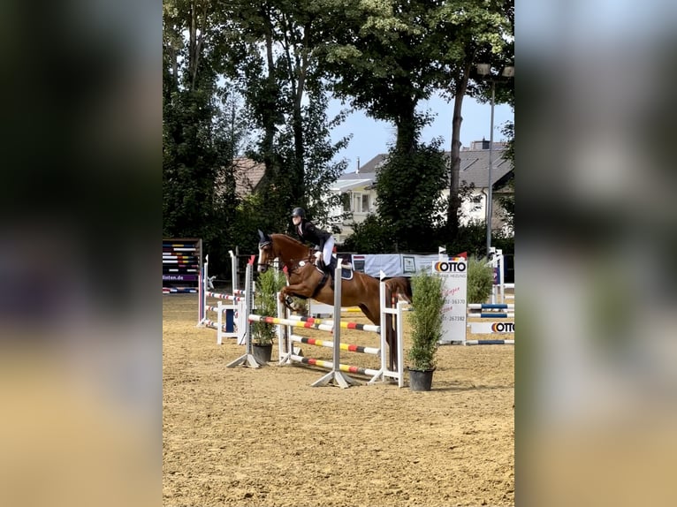 Belgian Warmblood Mare 11 years 16,1 hh Chestnut-Red in Essen