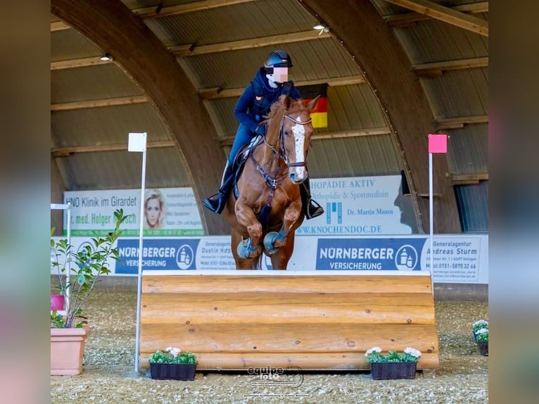 Belgian Warmblood Mare 11 years 16,1 hh Chestnut-Red in Essen