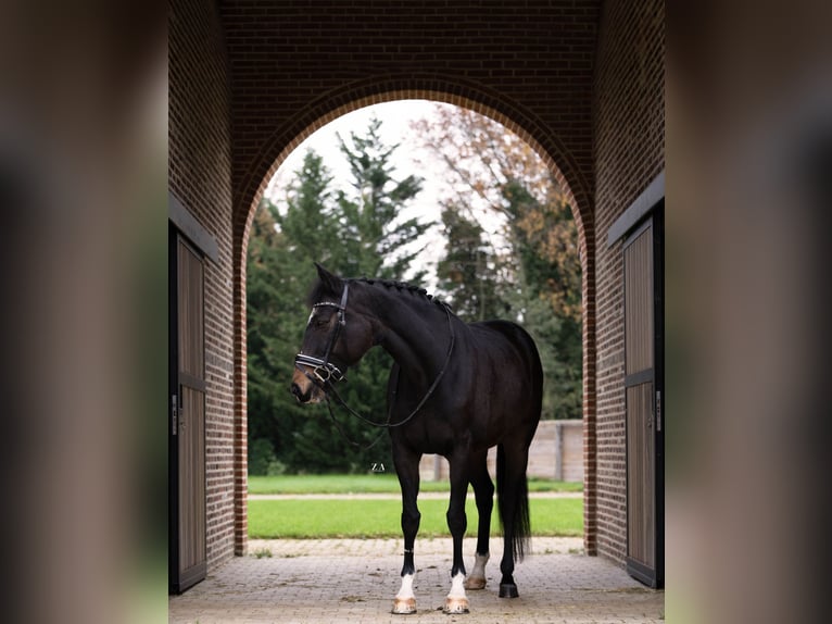 Belgian Warmblood Mare 11 years 16,2 hh Bay-Dark in Hulshout