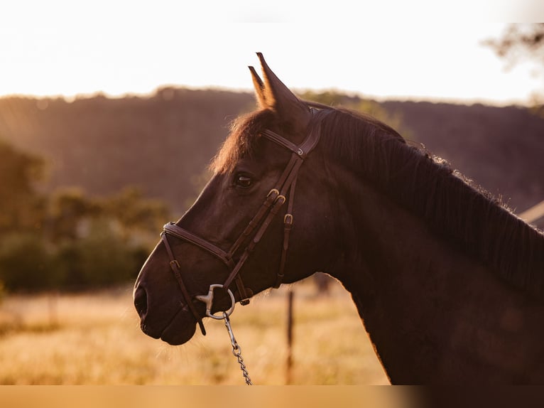 Belgian Warmblood Mare 11 years 16,2 hh Smoky-Black in Schopfheim